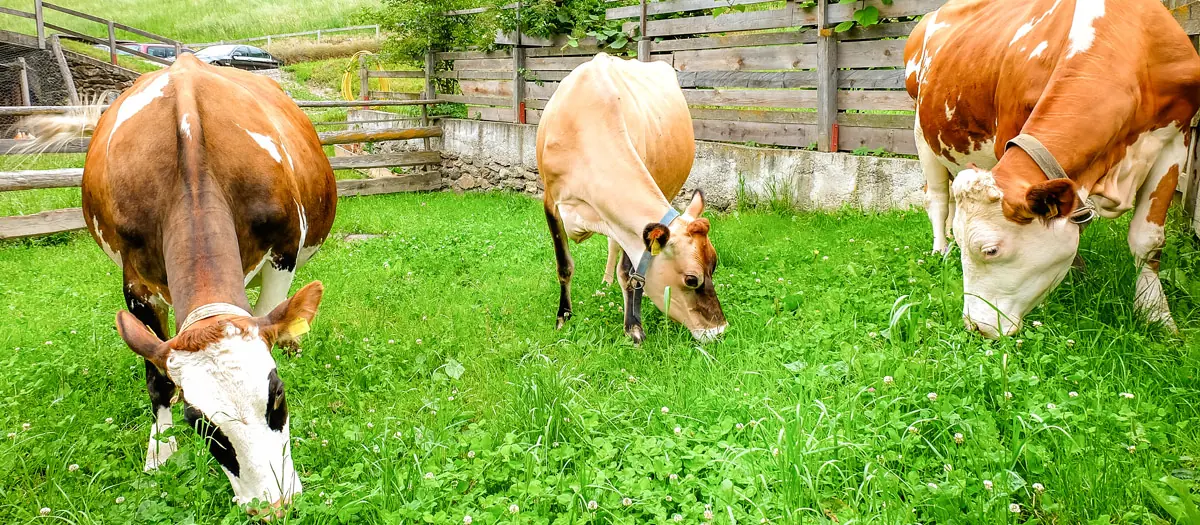 Kühe auf der Wiese am Lechnerhof